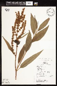 Rumex altissimus image
