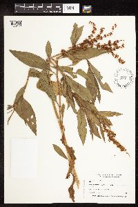 Rumex altissimus image