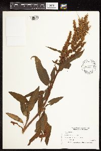 Rumex altissimus image