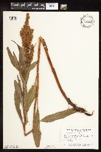 Rumex altissimus image