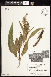 Rumex altissimus image