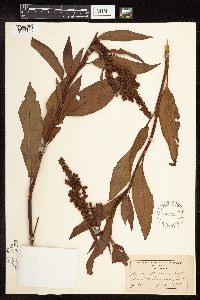 Rumex altissimus image