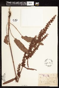 Rumex altissimus image