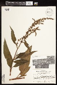 Rumex altissimus image