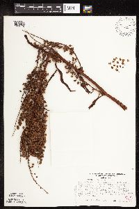 Rumex britannica image