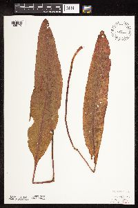 Rumex britannica image