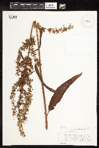 Rumex britannica image