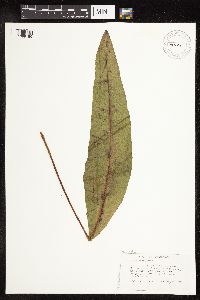 Rumex britannica image