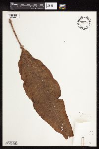 Rumex britannica image