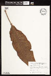 Rumex britannica image