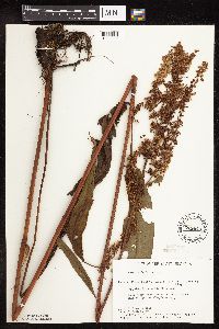 Rumex britannica image