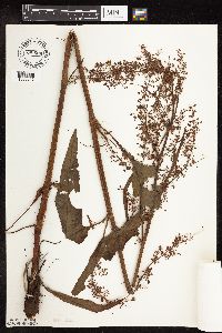 Rumex britannica image