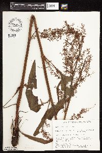 Rumex britannica image