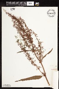Rumex britannica image
