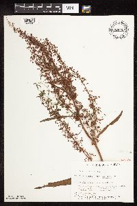 Rumex britannica image