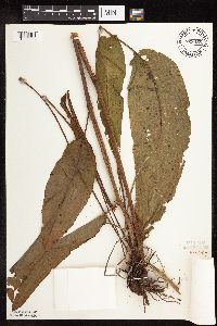 Rumex britannica image