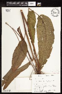 Rumex britannica image