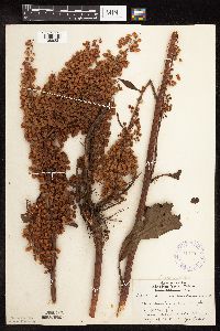 Rumex britannica image