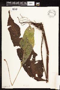 Rumex britannica image