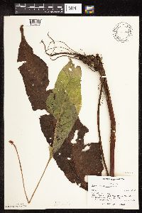 Rumex britannica image