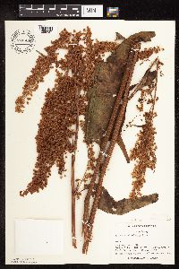 Rumex britannica image