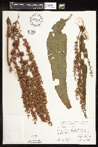 Rumex britannica image