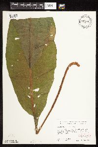 Rumex britannica image