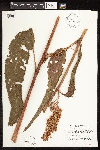 Rumex britannica image