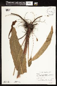 Rumex britannica image