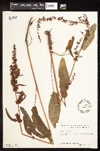 Media resource of Rumex crispus