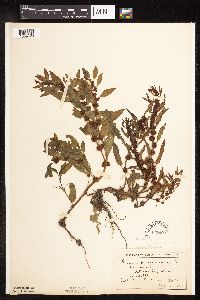 Rumex fueginus image