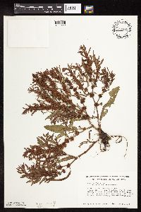 Rumex fueginus image