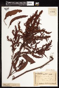 Rumex fueginus image