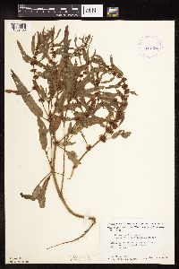 Rumex fueginus image