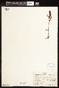 Rumex fueginus image