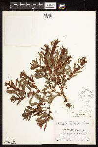Rumex fueginus image