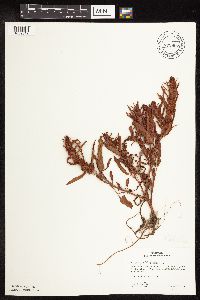 Rumex fueginus image