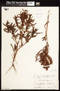 Rumex fueginus image
