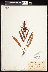 Rumex fueginus image