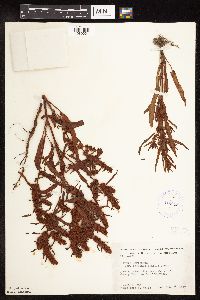 Rumex fueginus image
