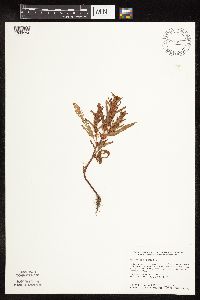 Media resource of Rumex fueginus
