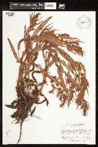 Rumex fueginus image