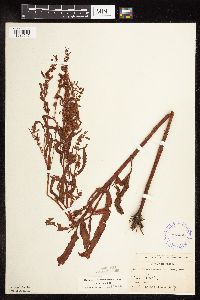 Rumex fueginus image