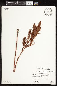 Rumex fueginus image