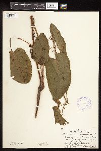 Rumex obtusifolius image