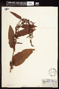 Rumex obtusifolius image