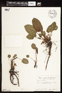 Rumex obtusifolius image