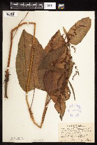 Rumex obtusifolius image