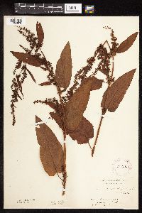 Rumex obtusifolius image
