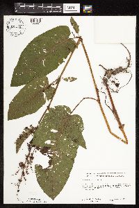 Rumex obtusifolius image